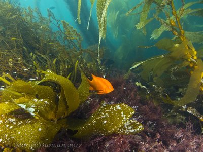 Giribaldi Reef Scene.jpg