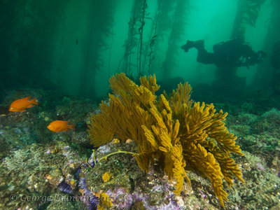 Soft Coral Scene.jpg