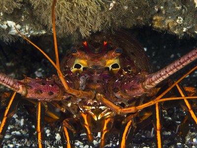 Spiny Lobster Smile.jpg