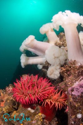 Plumose Garden at Neah Bay