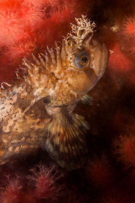 Decorated War Bonnet swimming over the reef