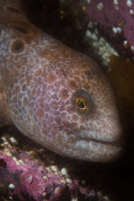 Juvie Wolf Eel out for a swim