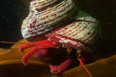 Cool Hermit crab riding the kelp