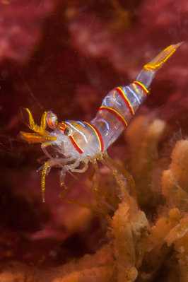 Candy Stripe Shrimp were all over Barry Island, it was amazing!