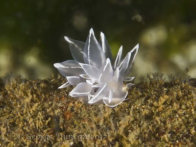 Alabaster Nudibranch.jpg