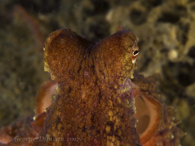 Red Octopus Face off.jpg