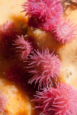 Banana Custard with Strawberry aka more brooding anemones