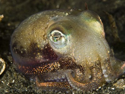 Stubby Squid.jpg