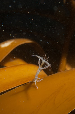 Skeleton Shrimp doing the limbo on the kelp! I hung with him on my safety stop! Such fascinating critters!
