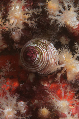 Topsnail in the sea cucumber forest