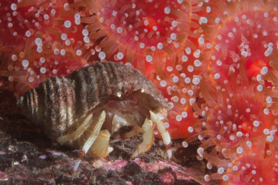 Hermit crab wandering along the strawberry covered rocks