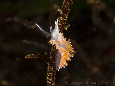 Fox Island Flabellina Nudi.jpg