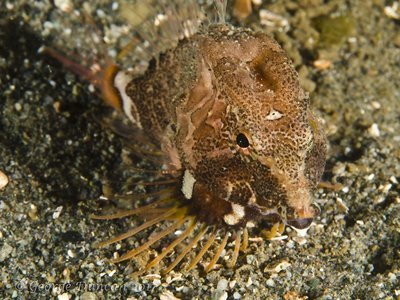 Fox Island Grunt Sculpin.jpg