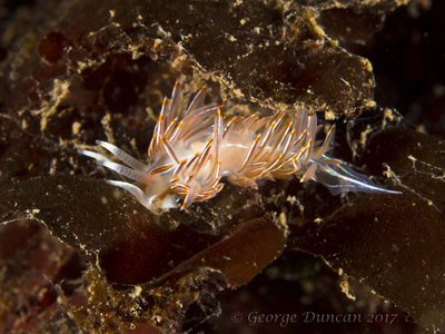 Opalescent Nudi.jpg