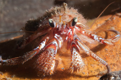 Hermit crab on leaf