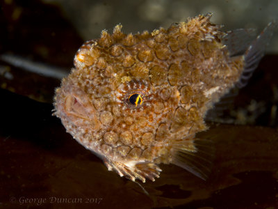 Pacific Spiny Lumpsucker.jpg