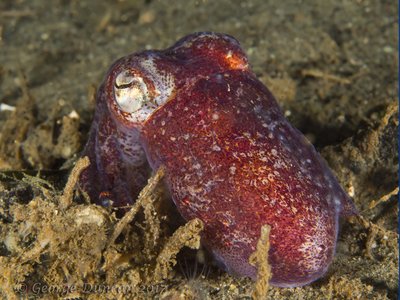 Stubbie Squid.jpg