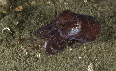 Stubby Squid eating shrimp.jpg