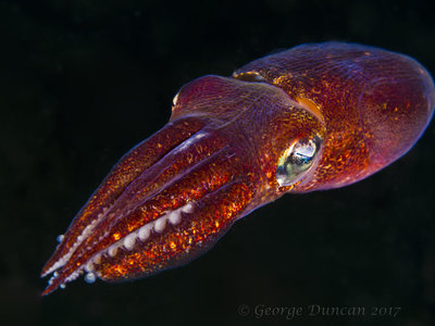 Stubbie Squid Swimming.jpg