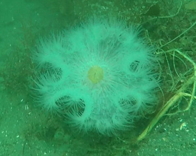 Anenome3.jpg