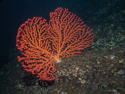 One of the larger gorgonians I saw on my deepest dive of the weekend, 178ft!