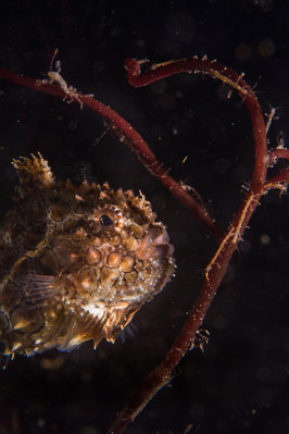 Picking off skeleton shrimp