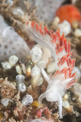 Another 3-lined nudi from the Rock of Life 2.  This time with several more types of tunicates, as well as a sea flea in the scene