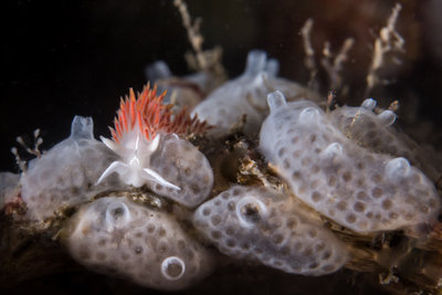 A three lined nudi on encrusting compound tunicates.  From the Rock of Life 2.