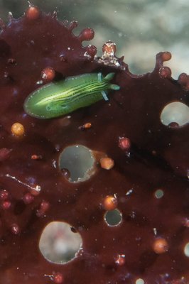 Teeny Tiny Baby Green Nudi on some holy kelp!