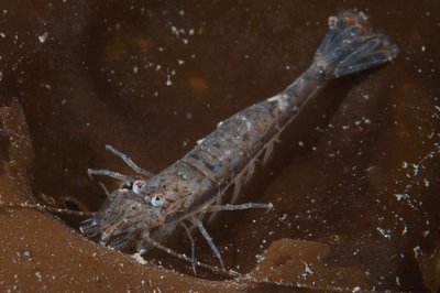 Googly Eyed blacktail shrimp