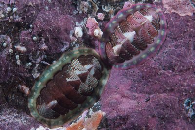 Chitons in love!!!