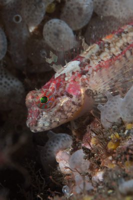 Cute Sculpin