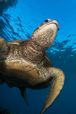 Plenty of happy turtles