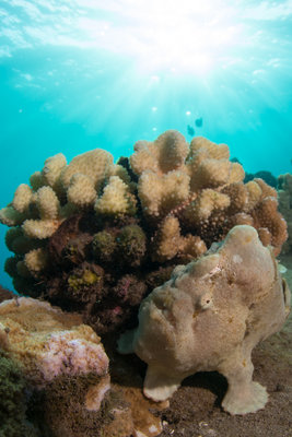 Frogfish