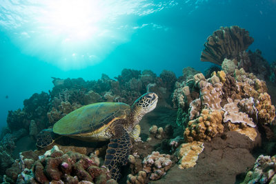 Turtle sunning on the reef