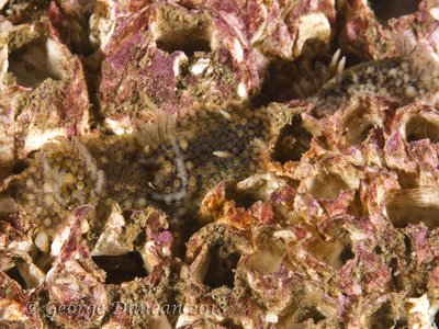 Barnacle Eating Nudibranchs.jpg