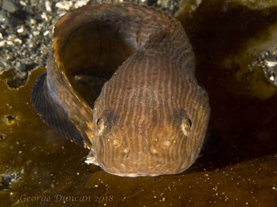 Striped Snailfish.jpg