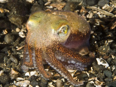 Stubby Squid.jpg