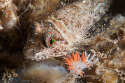 Sculpin and 3 lined nudi