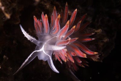 3 lined nudi