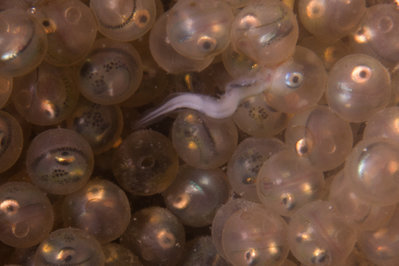 A hatching Kelp Greenling!