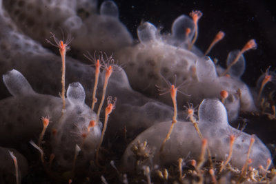 PMH's and encrusting compound tunicates on the Rock of Life 2