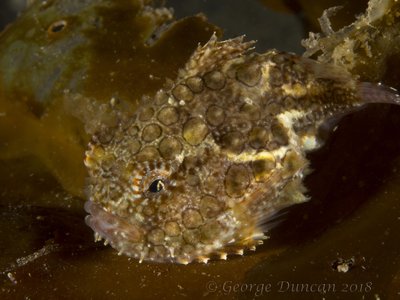 Gold Pacific Spiny Lumpsucker.jpg