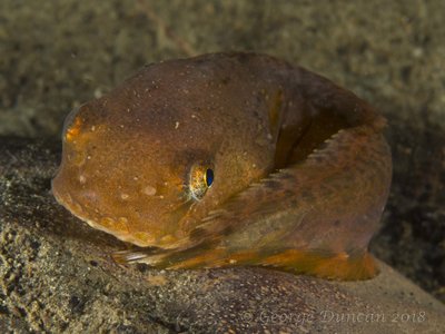 Orange Snailfish.jpg