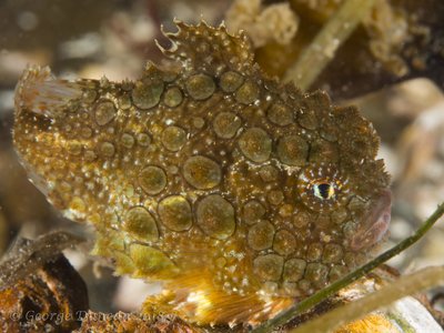 Pacific Spiny Lumpsucker.jpg