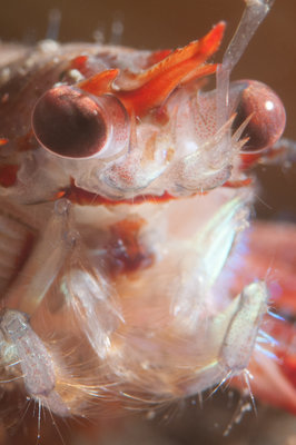 Squat Lobster!  What do you think?  Cuter than a lumpy?