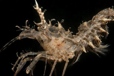 Horned Shrimp