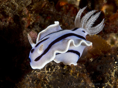 Chromodoris Willani Nudi.jpg