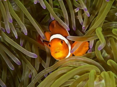 Common Clownfish Hiding.jpg