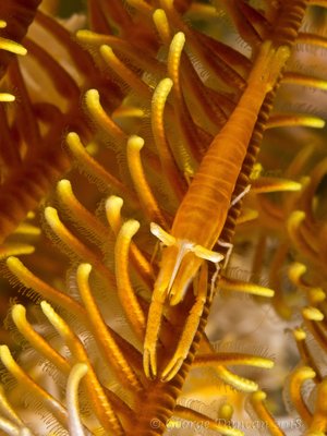 Crinoid Shrimp.jpg